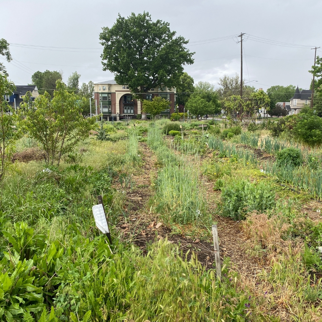 The garden after a spring rain May 14th, 2020