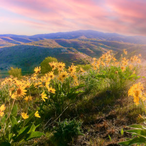 landscape hills with wild sunflowers during sunset