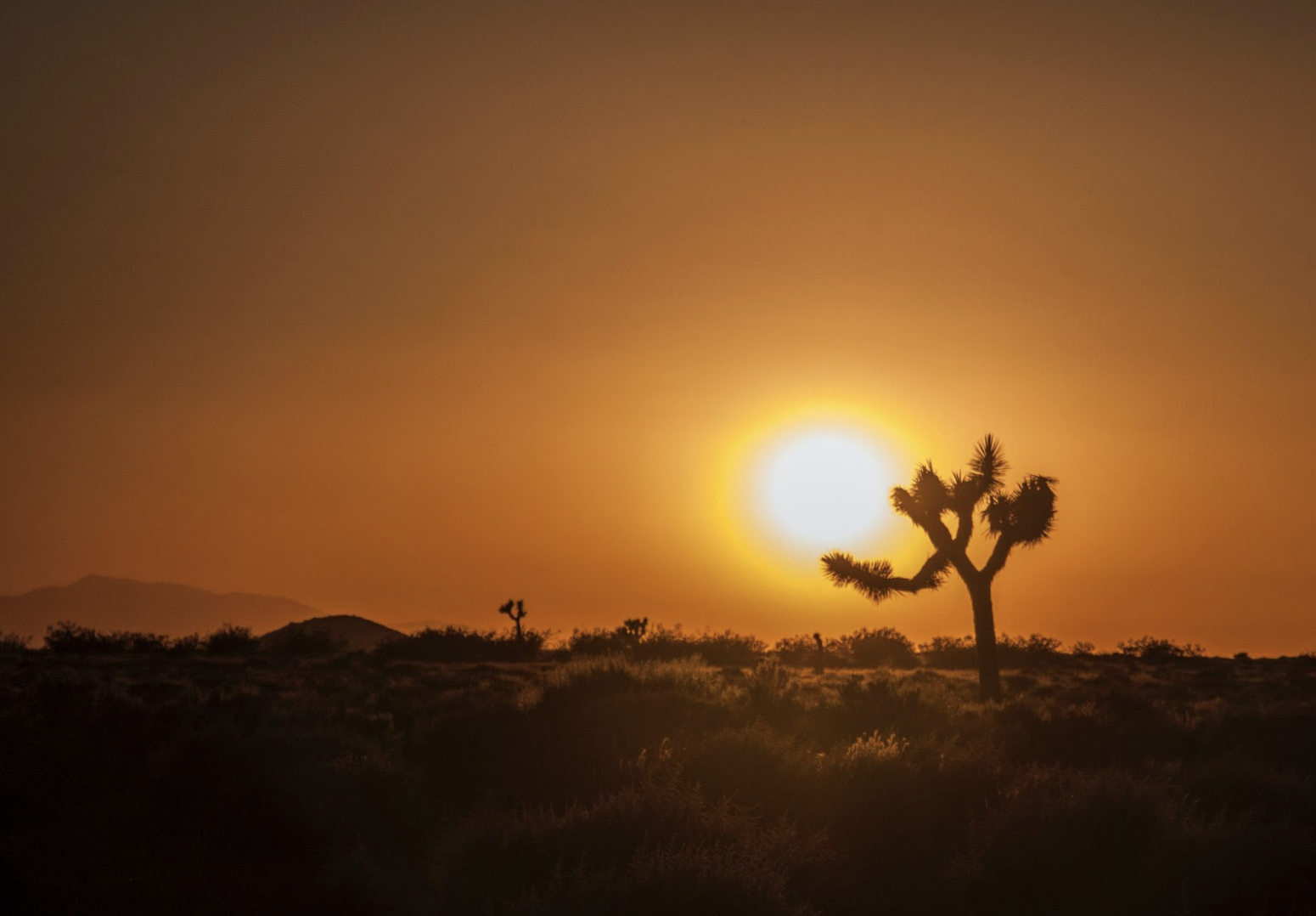 Setting sun in the desert, orange and black colors. There is a silhouette of a cactus in the right bottom section of sun and the cactus follow's the sun's curvature