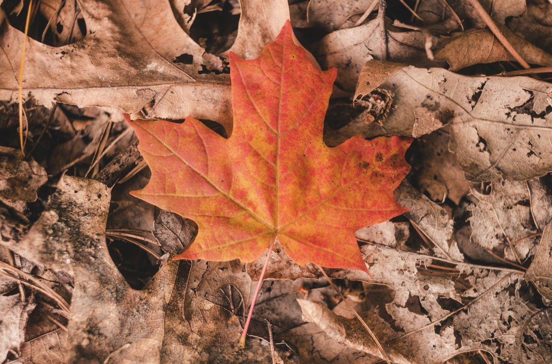 Orange and red maple leaf amongst other fallen brown leaves